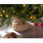 Norway Christmas Tree-50338651
