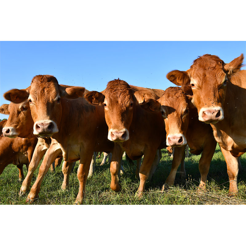 Athina Herd Of Brown Cows by Olivier DJIANN - Wrapped Canvas Print, 30cm H x 46cm W x 3.8cm D