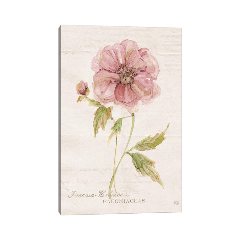 Soft Peony by Carol Robinson - Painting on Canvas, Wrapped Canvas, 20.32 cm H x 30.48 cm W