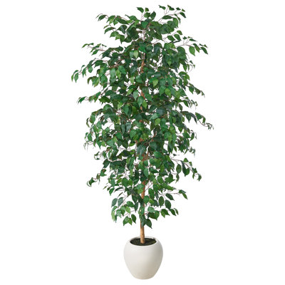 Adcock 79 Plant