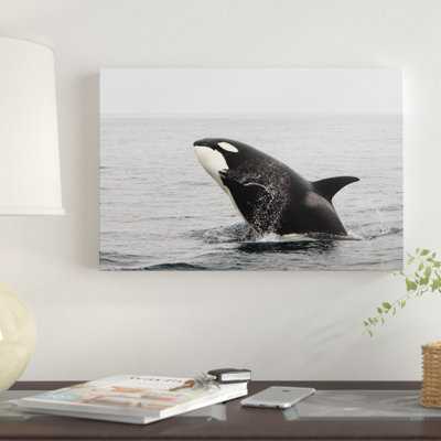 " A Transient Killer Whale Breaching, Monterey Bay, California " by VWPics
