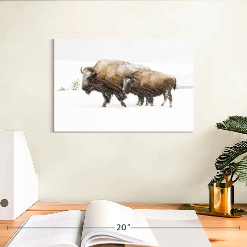 Bison dans le parc national de Yellowstone, H 8 po x l 12 po