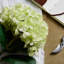 Hydrangea Arrangement