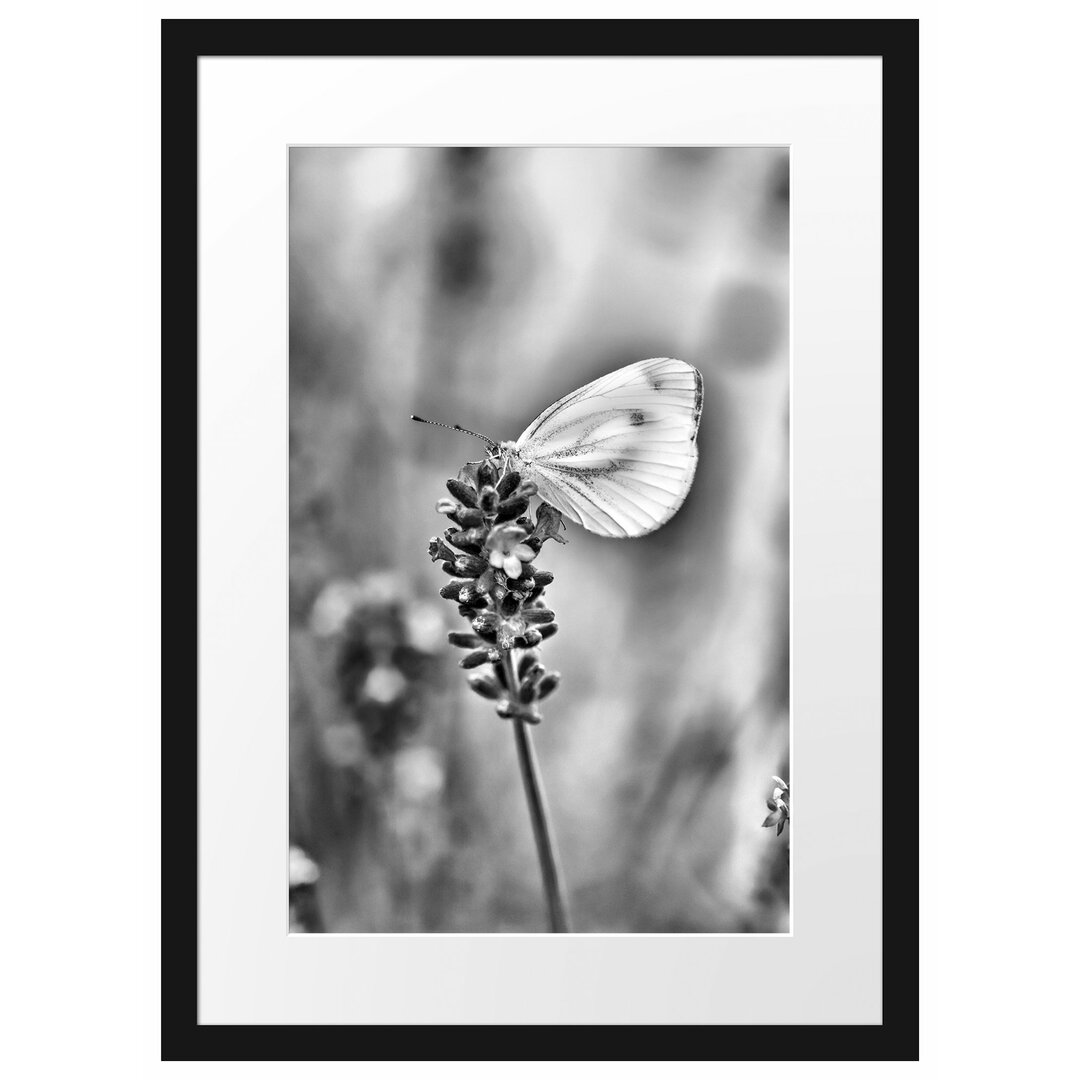 Gerahmtes Poster Schmetterling auf Lavendel