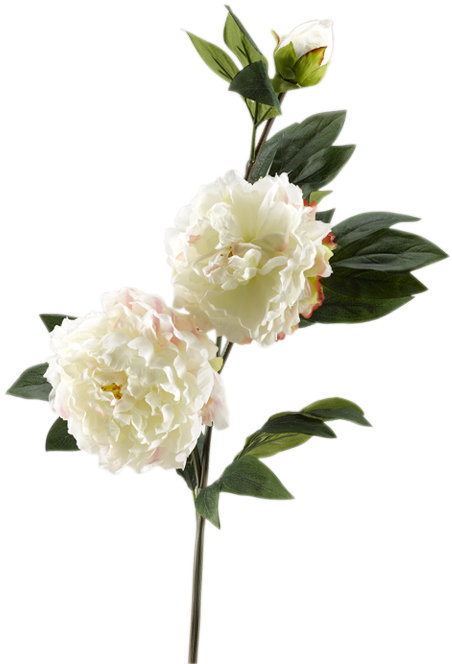 Tige de pivoine