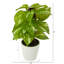 Plante artificielle 9 po en pot