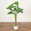 Philodendron artificiel à tête de flèche artificielle en pot décoratif blanc-1520875722