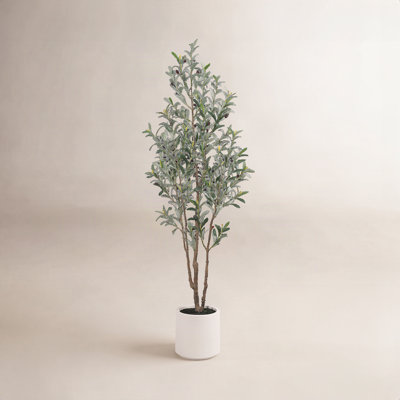 Olive Tree in Pot