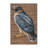 Washable Sharp shinned Hawk Birds Area Rug-1328838785