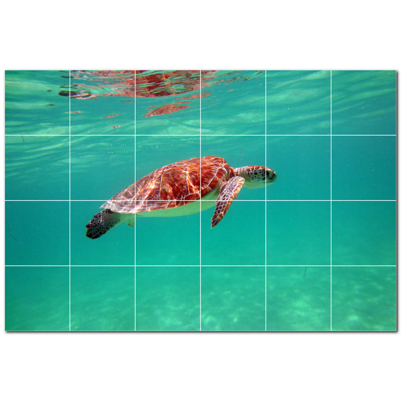 Tortue photo 12 x 12