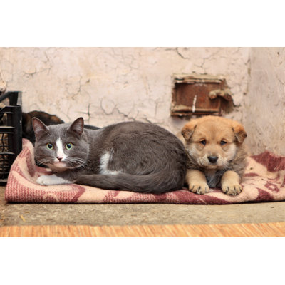 Homeless Cat And Dog by Molishka1988 - Wrapped Canvas Print