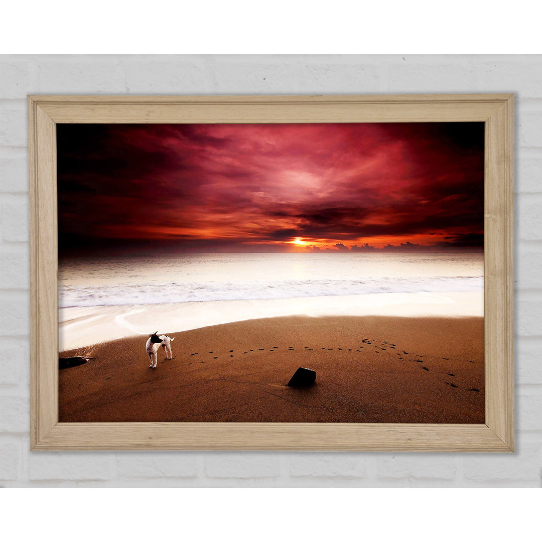 Gerahmtes Wandbild Dog On The Sunset Beach