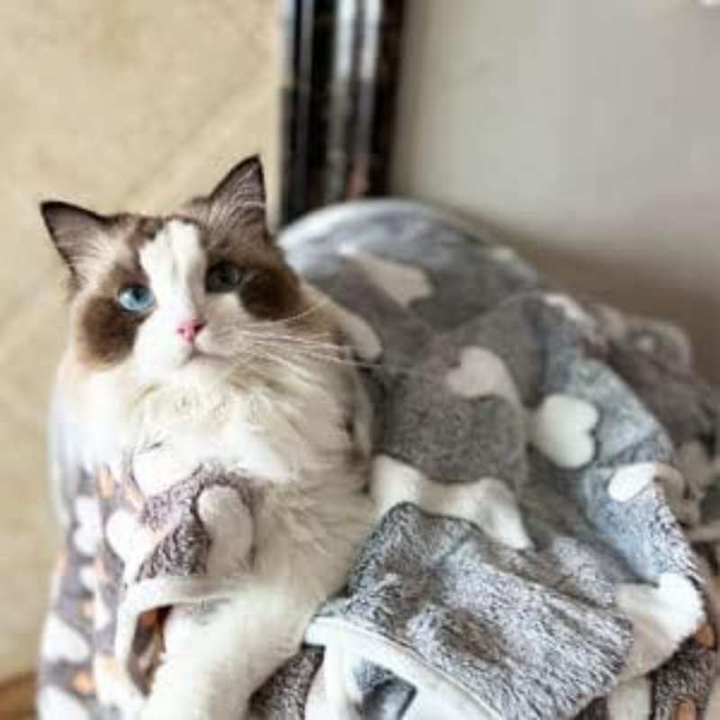 Pet Blanket, 20" W x 29" L