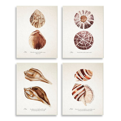 Elegant Beach Seashells Exquise Marine Life4pcAnnie Warren