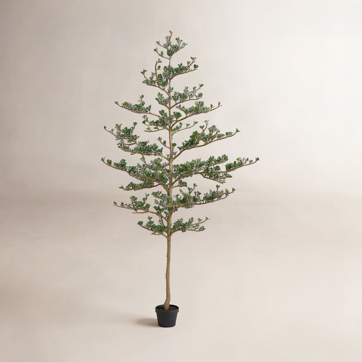 Adcock Olive Tree in Pot, 84" H x 24" W x 24" D