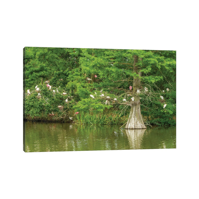 USA, Louisiana, Vermilion Parish. Rookery In Cypress Tree. by Jaynes Gallery - Wrapped Canvas Gallery-Wrapped Canvas Giclée