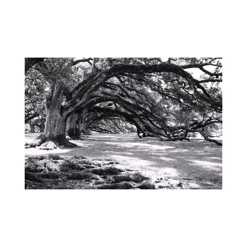 Oak Alley by Ann Hudec - Wrapped Canvas Print, 20.32 cm H x 30.48 cm W
