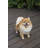 Animals Weather Resistant Water Resistant UV Resistant Polyresin Garden Statue