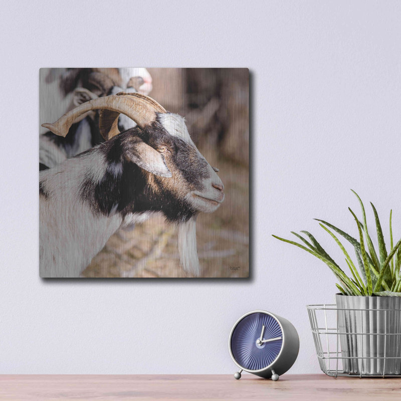 «Bearred Side Goat» par Donnie Quillen, H 12 po x l 12 po
