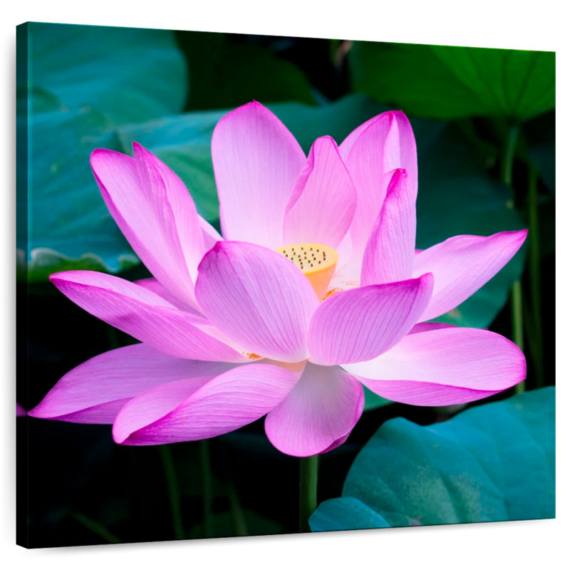 Lotus Blossom, 16" H x 16" W