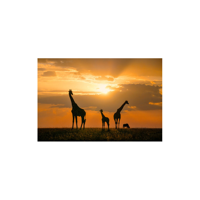 Wrapped Canvas Print, 50.8 cm H x 76.2 cm W