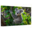 Mignon koala-1126781748