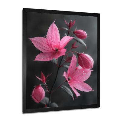 Fuchsia - Fuchsia