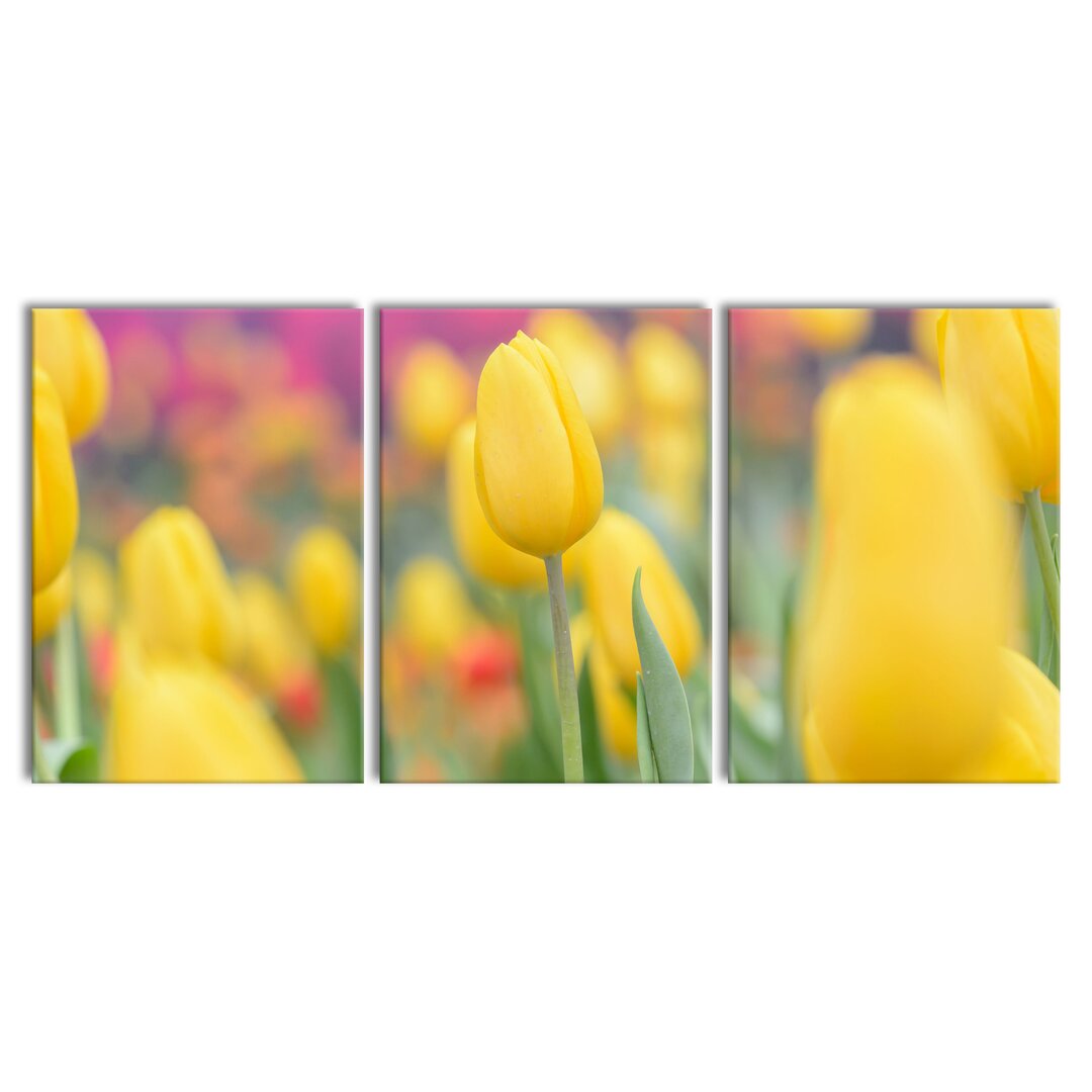 3-tlg. Leinwandbilder-Set Yellow Tulips in Spring