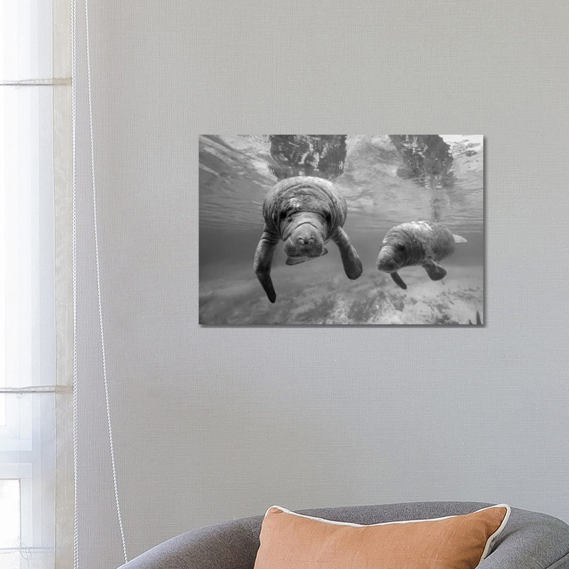 West Indian Manatee Mother and Calf, Crystal River, Florida 1 Piece Wrapped Canvas Wall Art