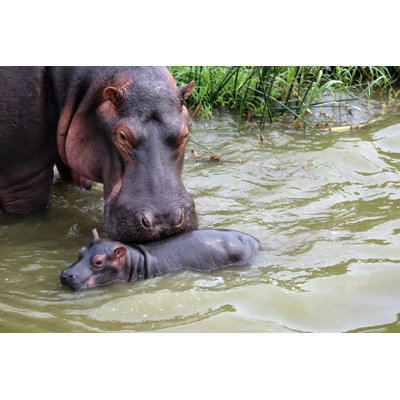 Ouganda: mère et bébé hippopotame par Goddard