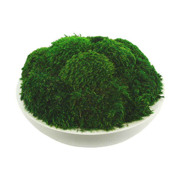 Live Clean and High quality planted Sheet Moss & Cushion Moss for