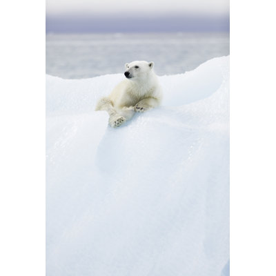 " Polar Bear At Svalbard "