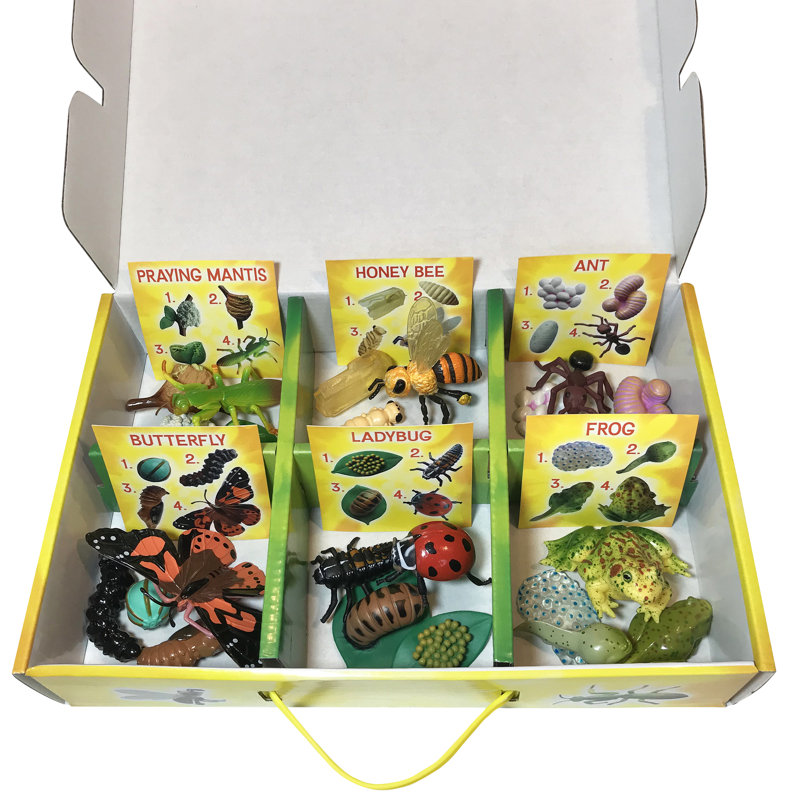 Ensemble de figurines de cycle de vie insectes, 24 pièces