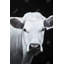 Vache - reproduction mate encadrée pour la décoration intérieure | Art animalier-1384948338-1384948348