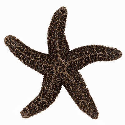 Poignée d'armoire Natural Starfish