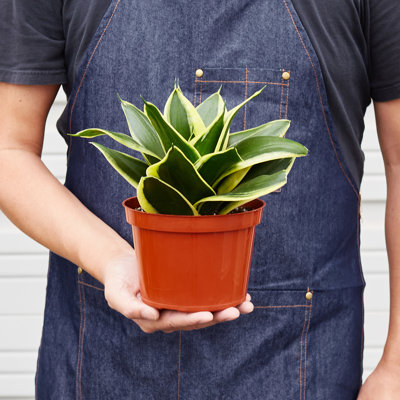 House Plant Shop Live Foliage Plant Low Maintenance Plant Rattan