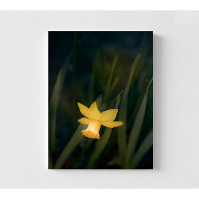 Narcissus By Judy Stalus, Daffodil Picture Print, Framed Yellow Flower Photography, Spring Flower Photo,Delicate Flower Photography