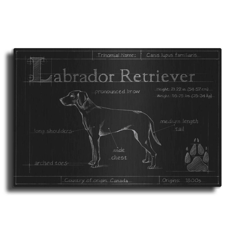 «Blueprint Labrador Retriever» par Ethan Harper - impression sans cadre, L 36 po x H 24 po