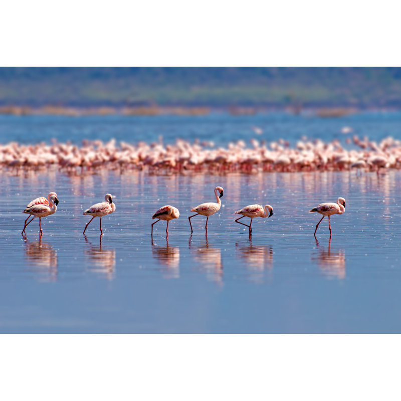 Flamants roses - Photographie sur toile tendue, L 12 po x H 8 po