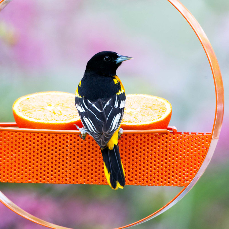 Dareen Hanging Tray Bird Feeder, Orange