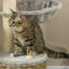 Cat Tree