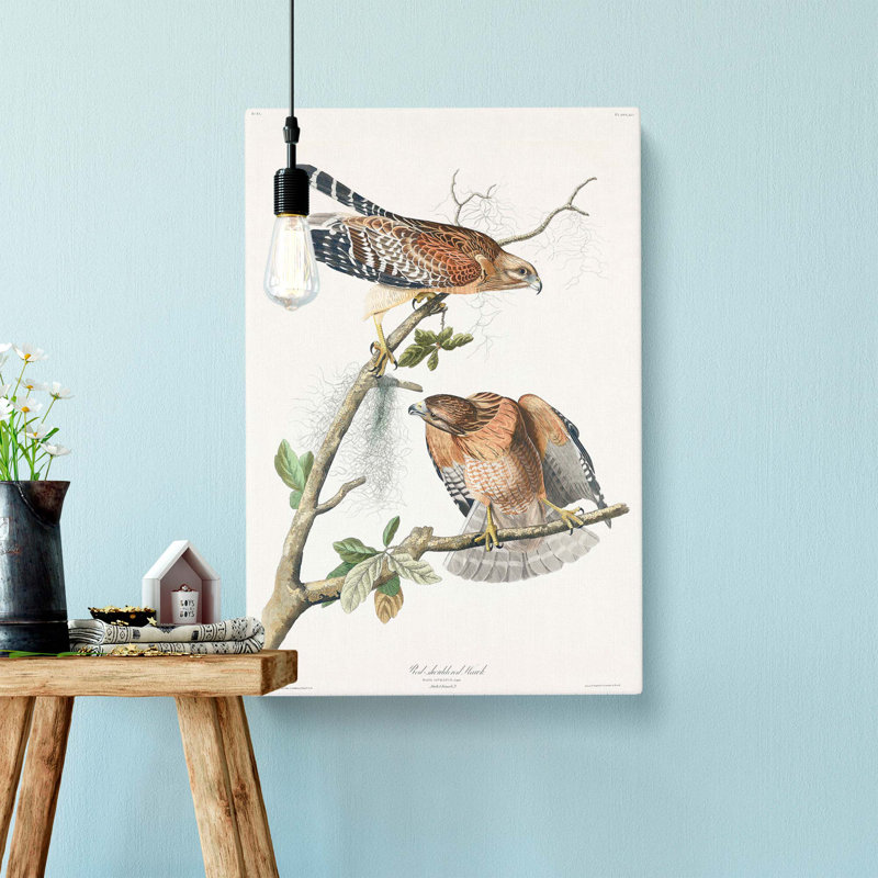 Red-shouldered Hawks by Albert Racinet - Wrapped Canvas, 50cm H x 35cm W x 3cm D