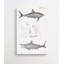 Illustrations of Sharks by J.E. De Kay - Wrapped Canvas Painting Print-55304263