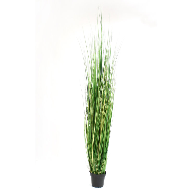 80'' Grass in Pot