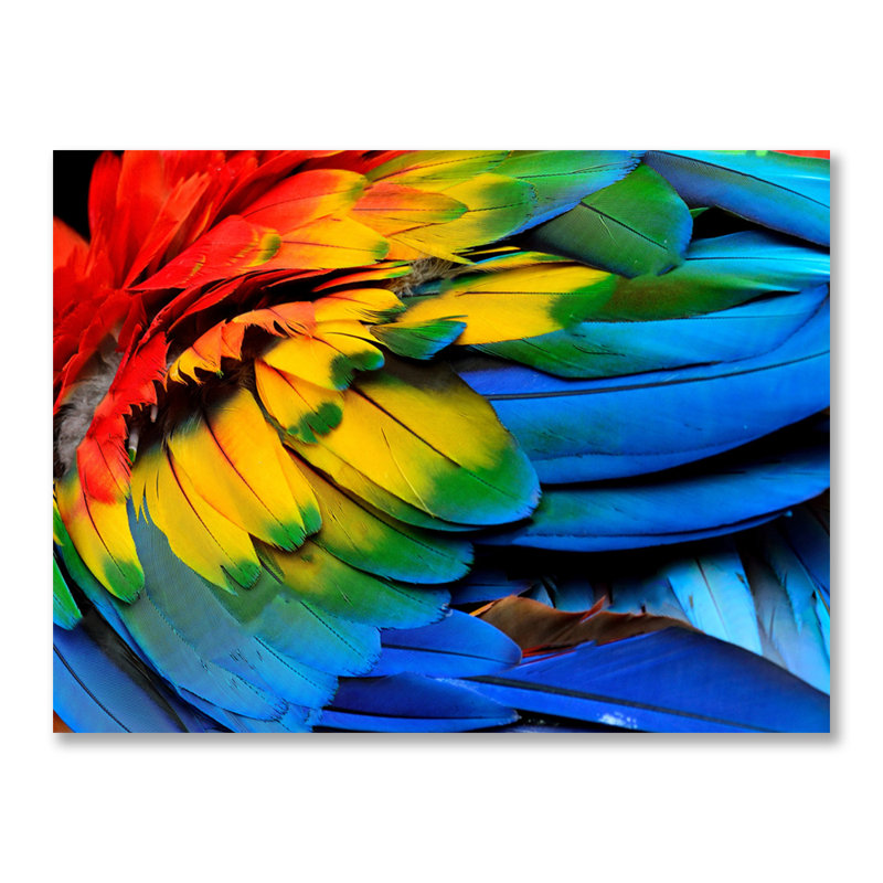 Rainbow Feathers One - photographie, H 30 po x l 40 po x P 1,5 po, Acrylique