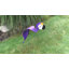 Art de jardin mauve perroquet