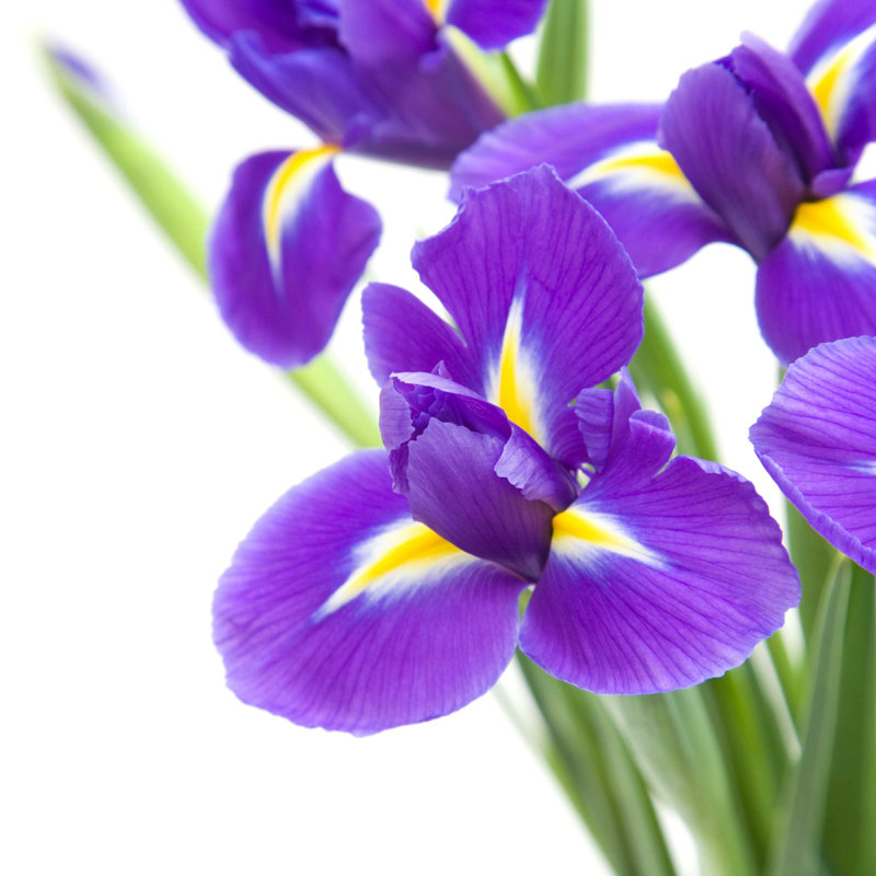 Iris - Photographie sur toile tendue, H 12 po x l 12 po