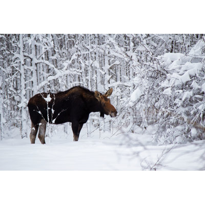 «Moose in a Winter Forest» par Kat - photographie sur toile tendue