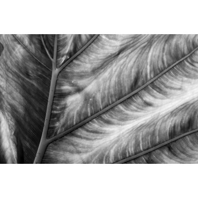 Abstract Leaf - Wrapped Canvas Art Prints