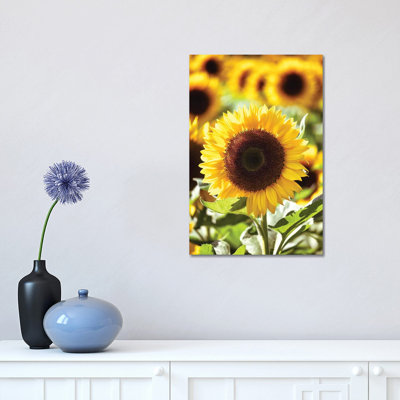 " Sunflower Close Up In A Field Of Sunflowers " by George Oze